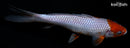 6.5" OCHIBA SHIGURE