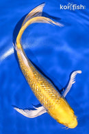 8.5" GINRIN YAMABUKI OGON BUTTERFLY