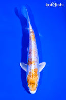 6" DOITSU HARIWAKE