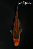 4.25" AKA MATSUBA