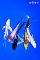 PACK OF (5) 4-5" BUTTERFLY KOI
