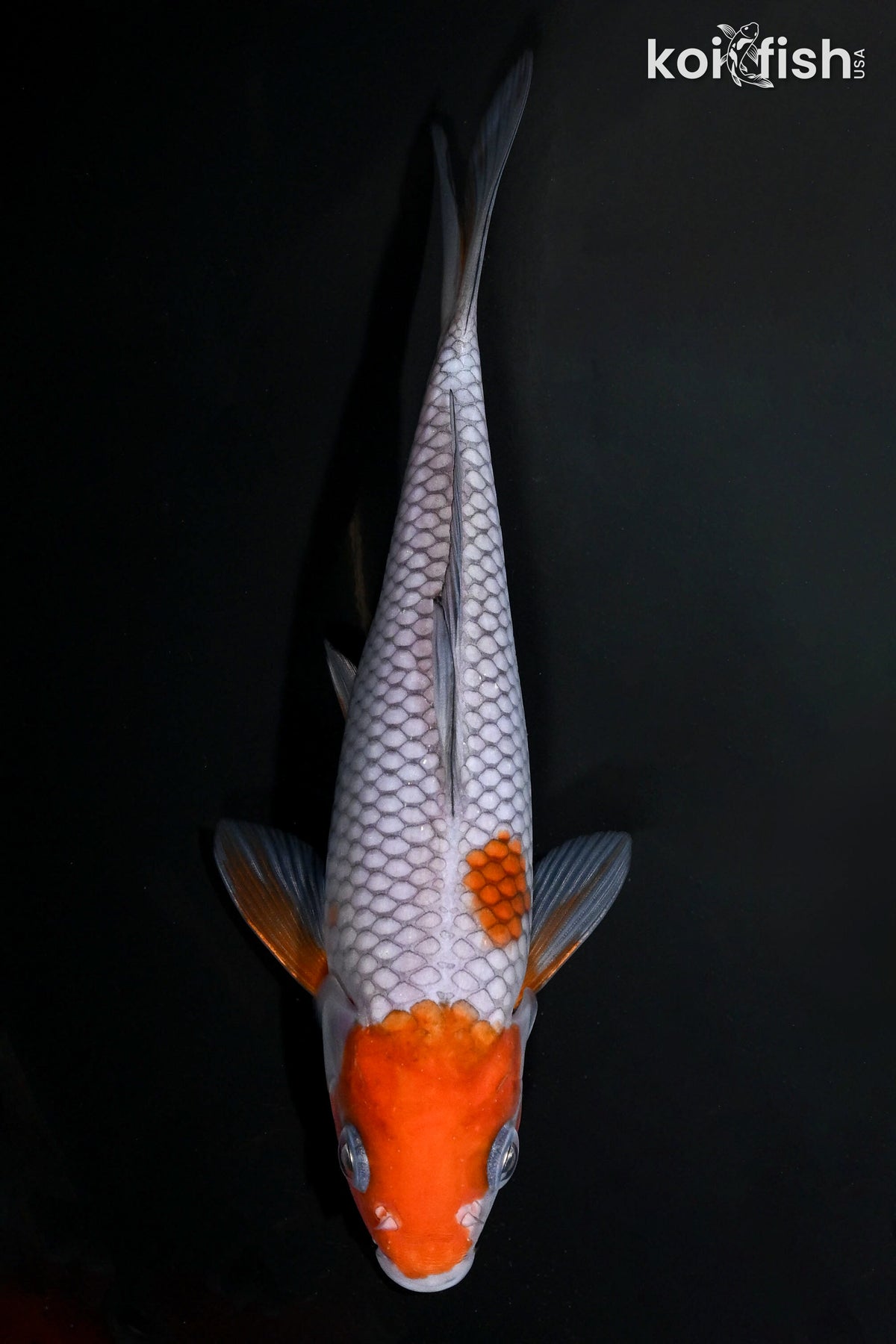 6.5