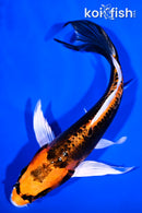 7" BENI KIKOKURYU BUTTERFLY
