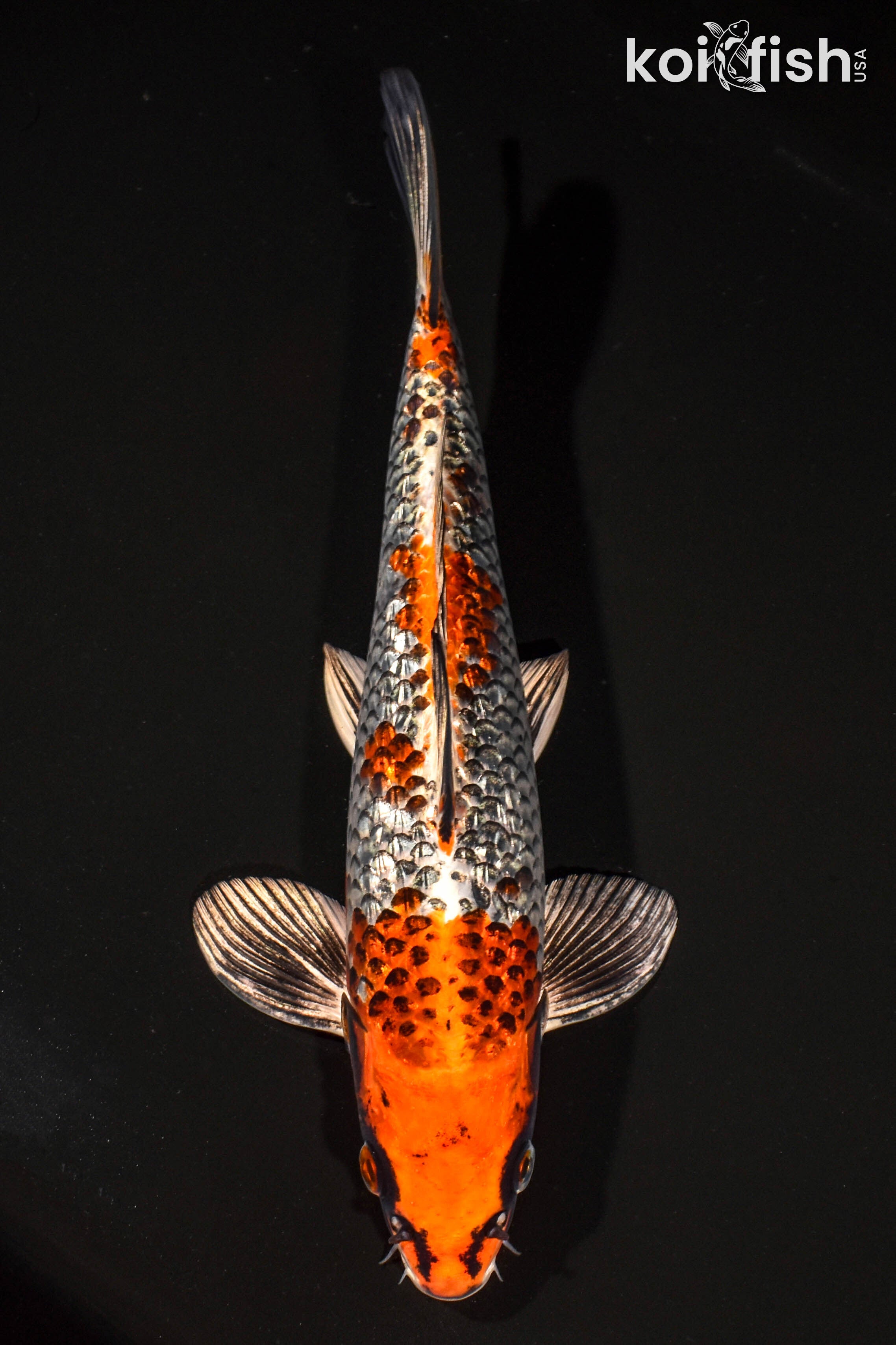 サーフィン・ボディボード Takashi Koishihara Black Koi Fish for Sale | Koi Fish USA – Page 22