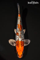 12.75" GINRIN BENI GINGA