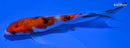 4.25" SANKE BUTTERFLY
