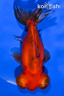 4.75" TELESCOPE FANTAIL GOLDFISH