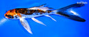 5.25" BENI KIKOKURYU BUTTERFLY