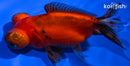 4.75" TELESCOPE FANTAIL GOLDFISH