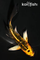 4.75" BENI KIOKURYU BUTTERFLY