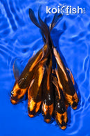 PACK OF (5) 5-6" KABUTO BUTTERFLY KOI