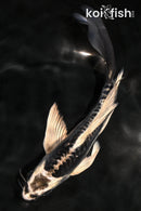 6.25" KIKOKURYU BUTTERFLY