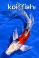 6.75" YAMATO NISHIKI BUTTERFLY