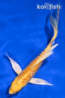5.5" DOITSU YAMABUKI OGON BUTTERFLY