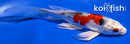 6.75" YAMATO NISHIKI BUTTERFLY