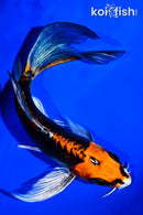 5.5" BENI KIKOKURYU BUTTERFLY