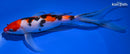 9" SANKE BUTTERFLY