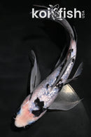 6.5" SHIRO BEKKO BUTTERFLY