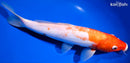 11.25" DOITSU KOHAKU