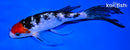 6.75" GINRIN TANCHO SANKE BUTTERFLY