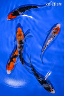 PACK OF (5) 4-4.25" STANDARD KOI