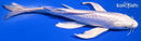 8.25" DOITSU PLATINUM OGON BUTTERFLY