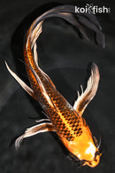 9.75" KUJAKU BUTTERFLY