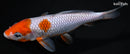 6.5" OCHIBA SHIGURE