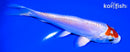 5.25" TANCHO KIKUSUI