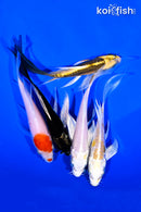 PACK OF (5) 4-5" BUTTERFLY KOI