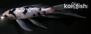 6.5" SHIRO BEKKO BUTTERFLY