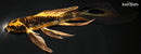 8.75" KIN KIKOKURYU BUTTERFLY