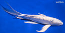 9.75" GINRIN DOITSU PLATINUM OGON BUTTERFLY