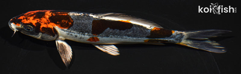 7.5" BENI KIKOKURYU