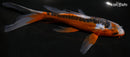 8.25" HI SHUSUI BUTTERFLY