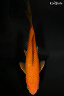 5.75" CHAGOI