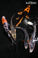 PACK OF (5) 3.5-4.5" STANDARD KOI