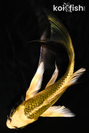 5.25" KI MATSUBA BUTTERFLY