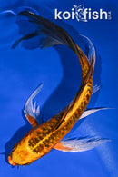 9.25" BENI KIKOKURYU BUTTERFLY