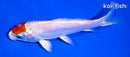 5.25" TANCHO KIKUSUI