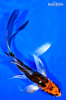 5.25" BENI KIKOKURYU BUTTERFLY