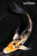 6" HEISEI NISHIKI BUTTERFLY