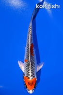 6" KUJAKU