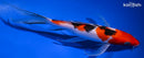 9" SANKE BUTTERFLY
