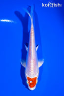 5.25" TANCHO KIKUSUI