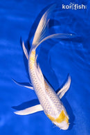 7.5" LEMON HARIWAKE BUTTERFLY