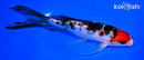 6.75" GINRIN TANCHO SANKE BUTTERFLY