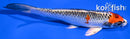6" KUJAKU