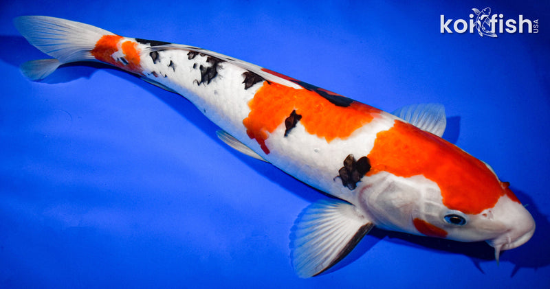 13.5" SANKE
