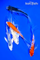 PACK OF (5) 4-5" BUTTERFLY KOI
